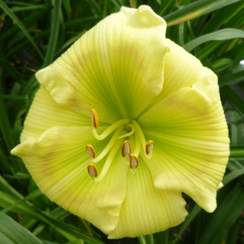 Green Eye Shadow - 1 Fan Green Eye Shadow - 1 Fan